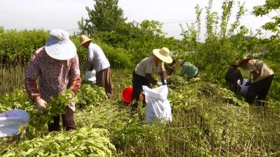 视频丨管窑镇实施“村长工程” 6800亩蕲艾带富一方百姓