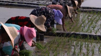 视频丨县农业农村局：多途并举力促粮食丰产增收