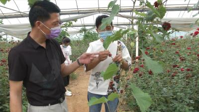 视频丨张继军：发展特色产业  带富一方乡亲