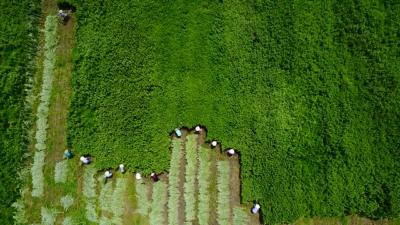 视频丨蕲春：小小艾草  逆势上扬