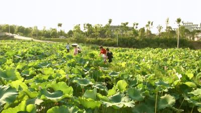 视频丨独山森林公园荷花盛开