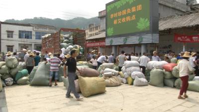 视频丨张榜镇蕲艾喜获丰收 订单收购让艾农吃下“定心丸”