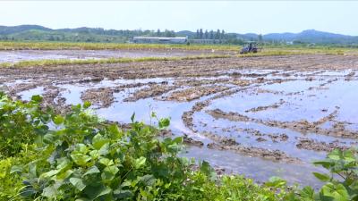 视频丨全县农业生产自救战斗全线打响