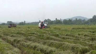 10天，3万余亩受灾农田重焕生机