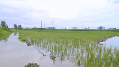 视频丨八里湖办事处积极开展农业生产自救