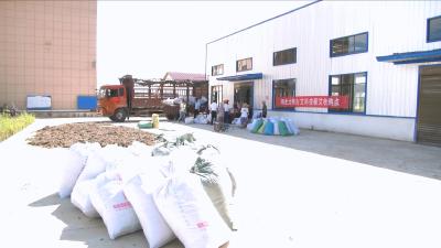 视频丨大明古艾：蕲艾应收尽收  促进行业发展