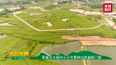 视频丨央视“走村直播看脱贫”走进五斗地村