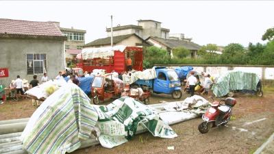 视频丨向桥乡蕲艾应收尽收
