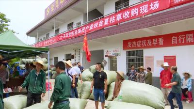 视频丨科技惠农 “黄金草” 带富刘河人