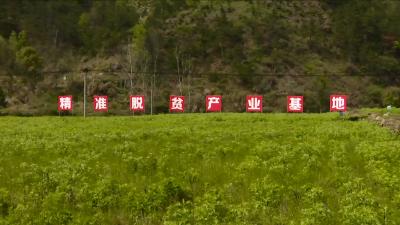 视频丨向桥乡打通蕲艾收购渠道 实现艾农稳定增收