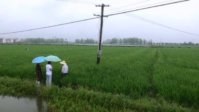视频丨农技专家支招“寒露风”天气田间管理
