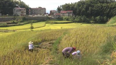 视频丨大同镇1.6万亩夏粮喜获丰收