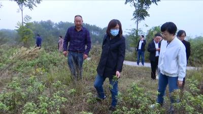 视频丨赵少莲：推进“能人回乡创业”   建设富美乡村