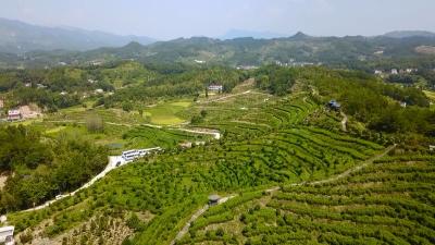 视频丨檀林：产业融合发展  助推乡村振兴
