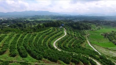 视频丨向桥：绿色发展托起百姓致富梦
