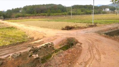 视频丨刘河镇：高标准农田建设惠民生