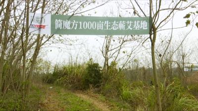 视频丨浙江简魔方企业在蕲春建设蕲艾标准化基地