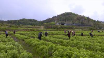 视频丨因地制宜兴产业   用“艾”敲开致富门