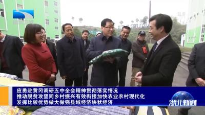 视频｜省委书记应勇来蕲调研中医药健康产业发展 全县干部群众反响热烈