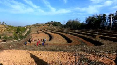 视频丨蕲州镇超额完成年度蕲艾种植任务