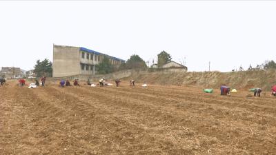 视频丨蕲春新增蕲艾种植面积6万亩