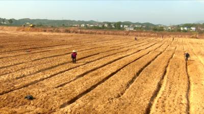视频丨青石镇：小艾草盘成农民增收大产业