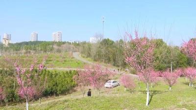 独山红梅盛开 群众错峰游览