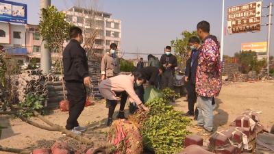 视频丨林业部门开展苗木经营市场专项整治