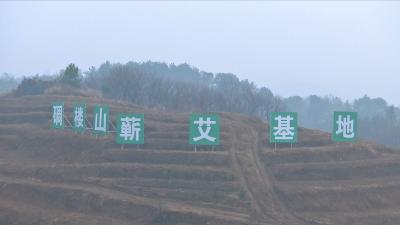 视频丨蕲春：各地抢抓季节种蕲艾