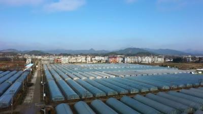 视频｜张榜镇横路村：特色产业带富一方百姓 