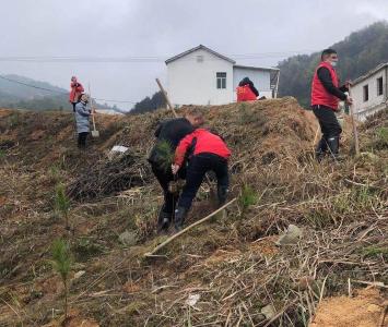 县公共资源交易中心义务种植松树苗500株