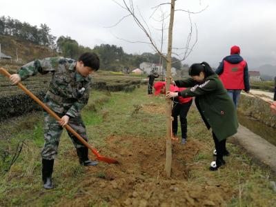 檀林镇义务种植银杏树600棵