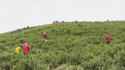 视频丨刘河镇高潮村：发展白茶产业，巩固脱贫成果