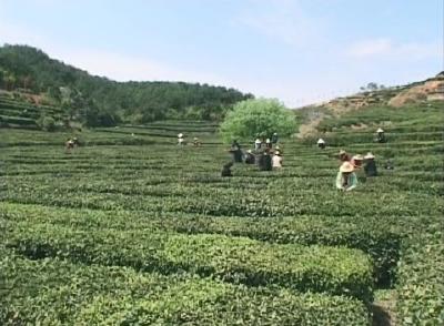视频丨檀林镇：发展特色高山白茶  带动群众增收
