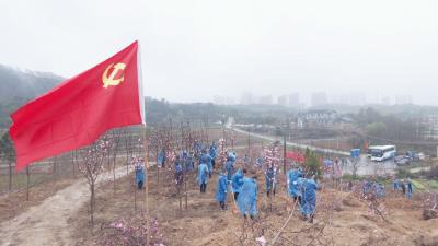 视频丨蕲春：植树播绿掀春潮