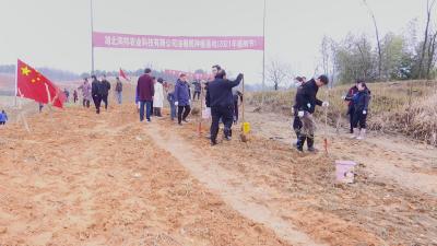 视频丨蕲春：再掀植树造林高潮