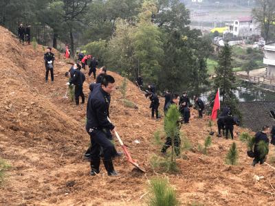 县城管执法局义务种植湿地松2000棵