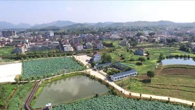 视频丨横车镇许岗村：稳住农业基本盘  践行绿色发展路