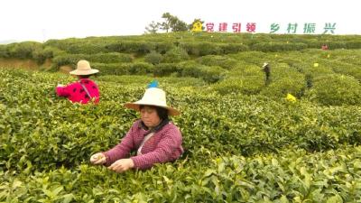 视频丨大同镇：春暖千山绿   抢采明前茶