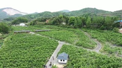 视频︱漕河镇：桑葚产业激活乡村振兴 “一池春水”