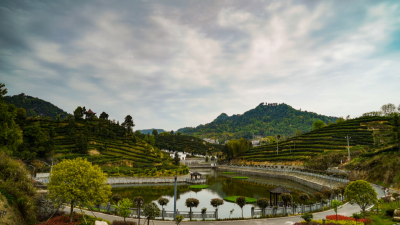 发现蕲春之美 | 大同李山：春染茶山