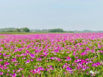 发现蕲春之美丨蕲河畔：浪漫花海紫云英