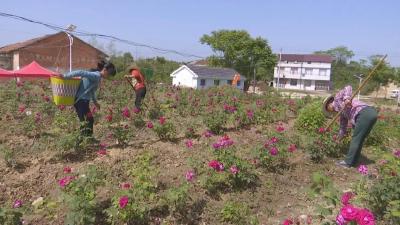 视频︱村民眼中的  “五一”节 ：幸福都是自己奋斗出来的