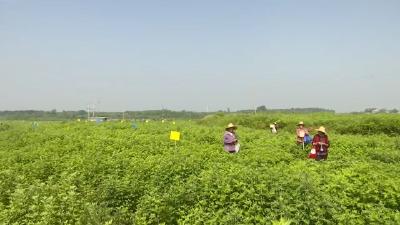 视频︱赤东镇：环保防虫助蕲艾品质提升