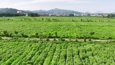 视频︱湖北蕲春：牢记总书记嘱托   创新发展以蕲艾为龙头的中医药健康产业 