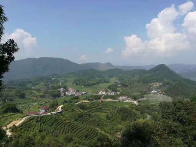 李山茶园荣上中国茶产业T20“最美生态茶园”榜单