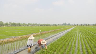 视频︱蕲春：再生稻科技创新   保障增产增收