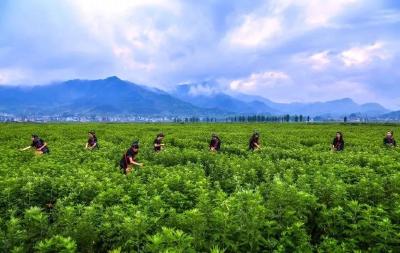 向发展聚焦｜湖北蕲春：破冰突围  小艾草撬动大产业