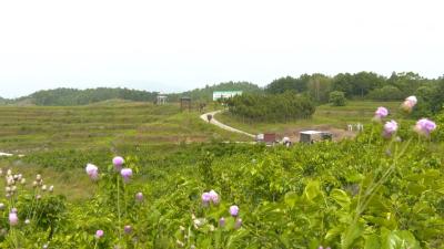 视频︱株林镇乡村振兴添动能