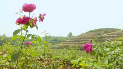 视频︱蕲州下石潭村：玫瑰花开幸福来